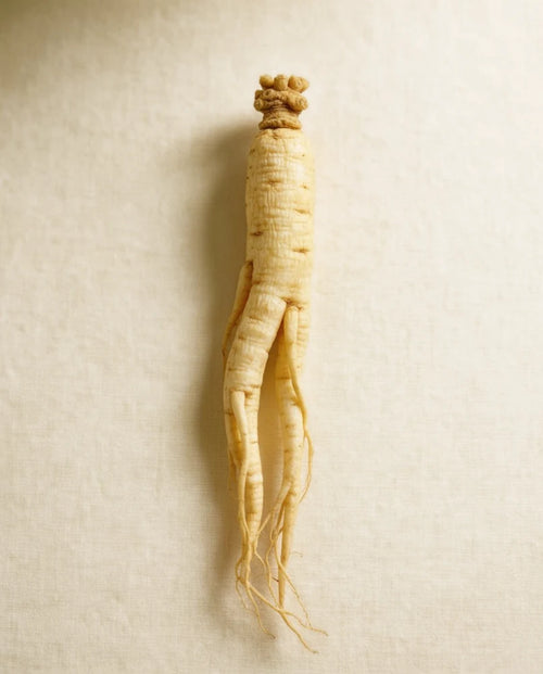 Fresh Korean ginseng roots