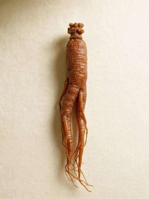 Dried red ginseng roots