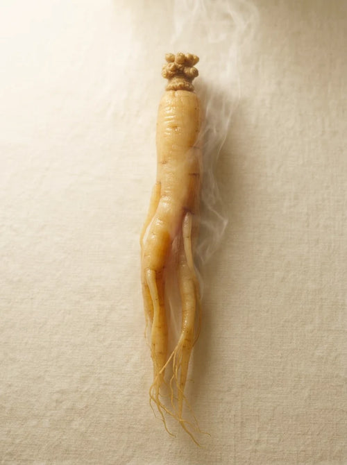 Ginseng roots in a steaming basket